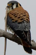 American Kestrel