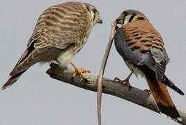 American Kestrel