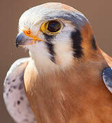 American Kestrel