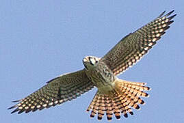 American Kestrel