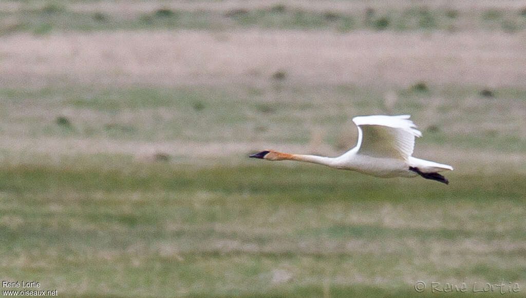 Trumpeter Swanadult, pigmentation, Flight