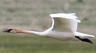 Cygne trompette