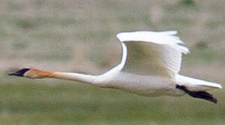 Cygne trompette