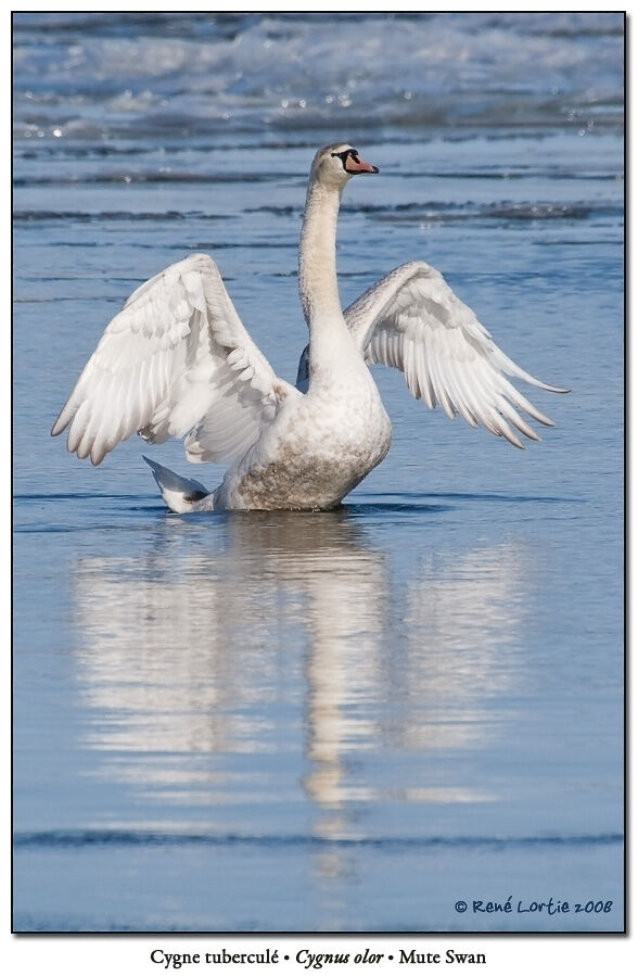 Cygne tuberculéimmature