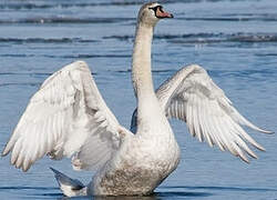 Mute Swan