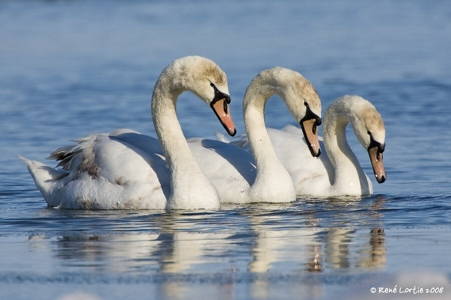 Cygne tuberculéimmature