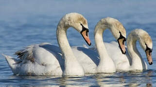 Cygne tuberculé