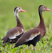 Dendrocygne à ventre noir