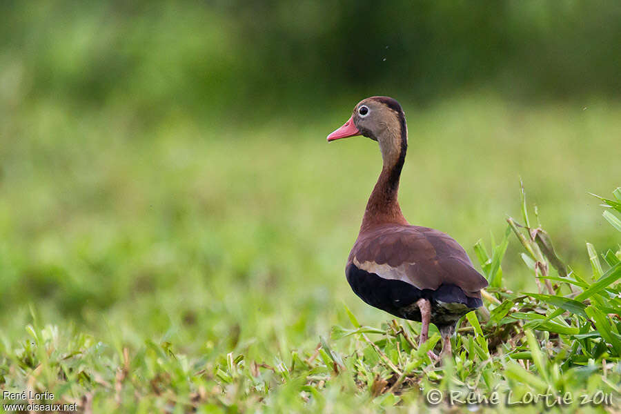 Dendrocygne à ventre noiradulte, identification