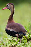 Dendrocygne à ventre noir