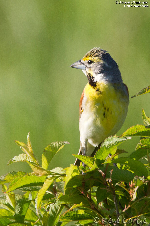 Dickcissel d'Amérique mâle adulte, identification