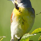 Dickcissel d'Amérique