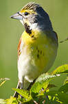 Dickcissel d'Amérique