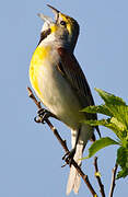 Dickcissel d'Amérique