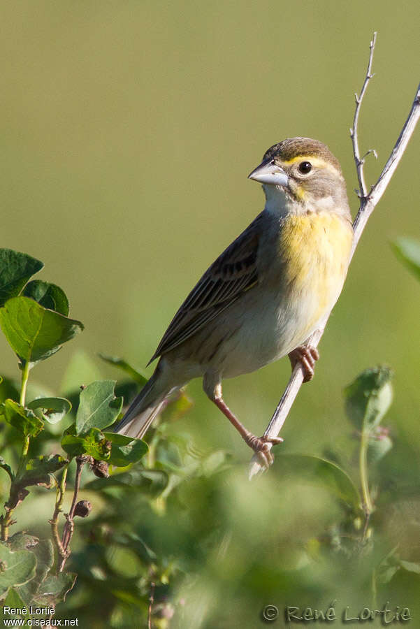 Dickcissel d'Amérique femelle adulte, portrait