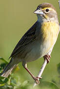 Dickcissel d'Amérique