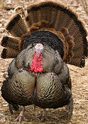 Wild Turkey