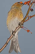 Pine Grosbeak