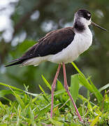 Black-necked Stilt