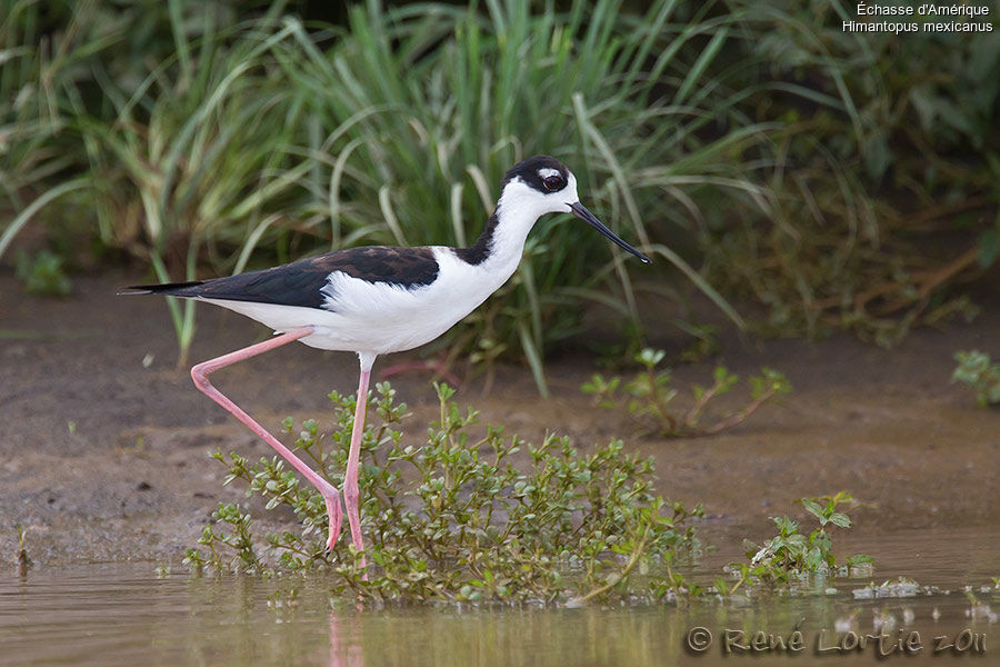 Échasse d'Amériqueadulte, identification