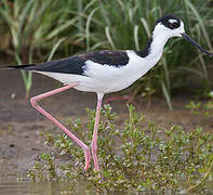 Black-necked Stilt