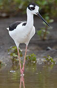 Black-necked Stilt