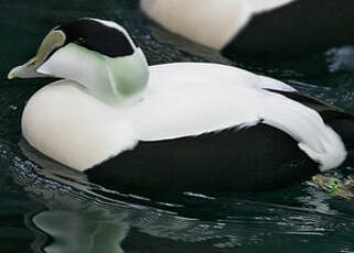 Eider à duvet