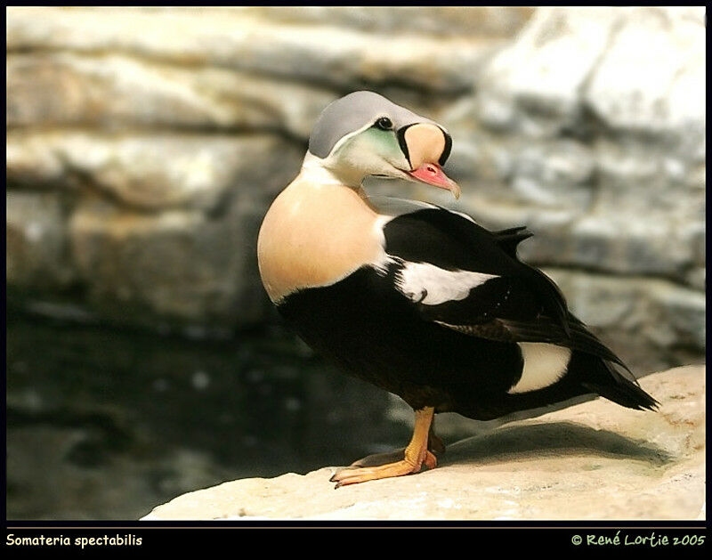 King Eider