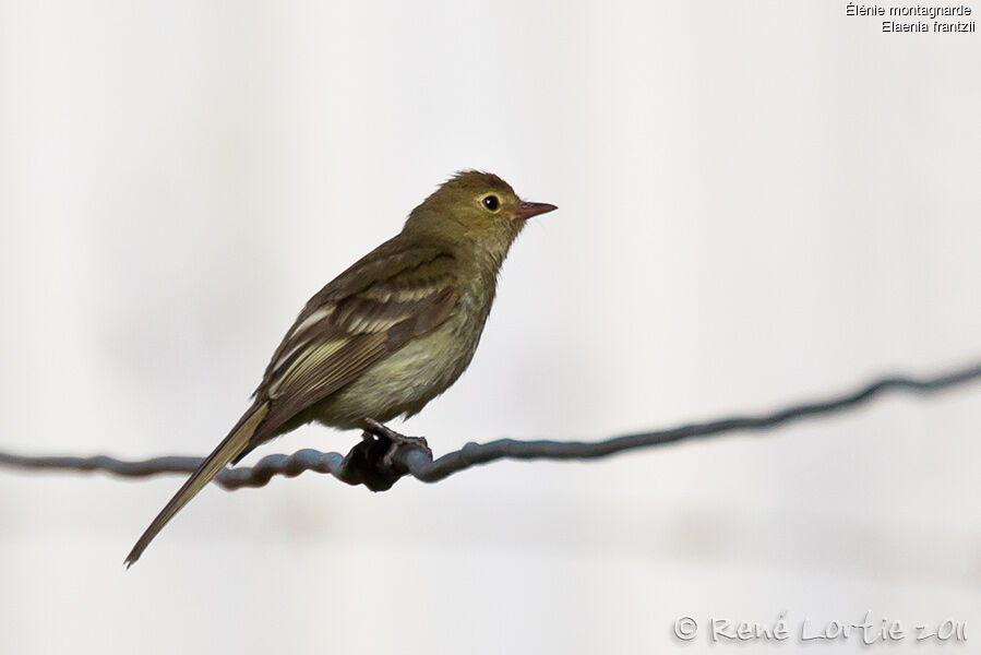 Mountain Elaenia, identification