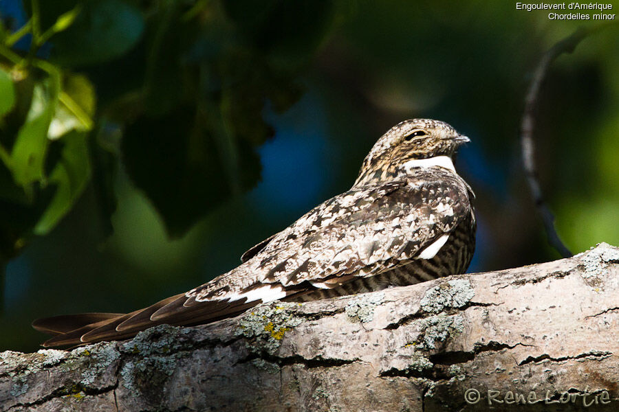 Common Nighthawkadult, identification