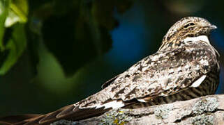 Common Nighthawk