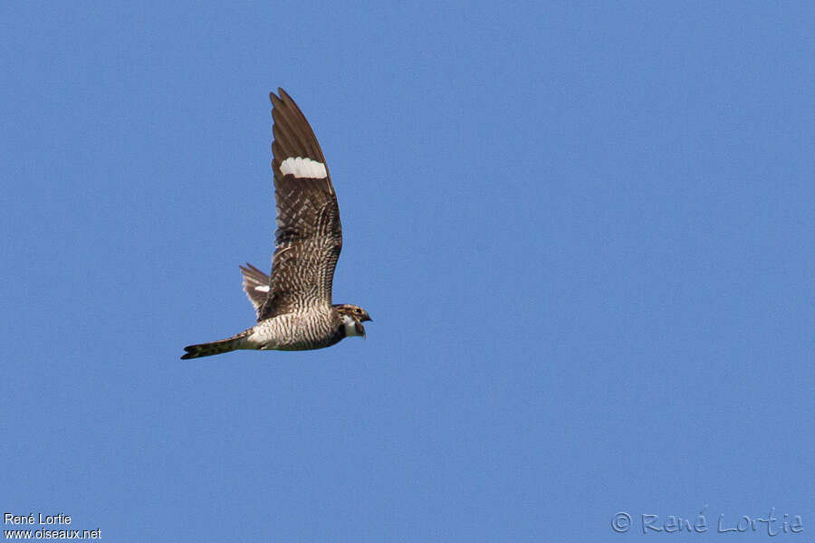 Common Nighthawkadult, Flight