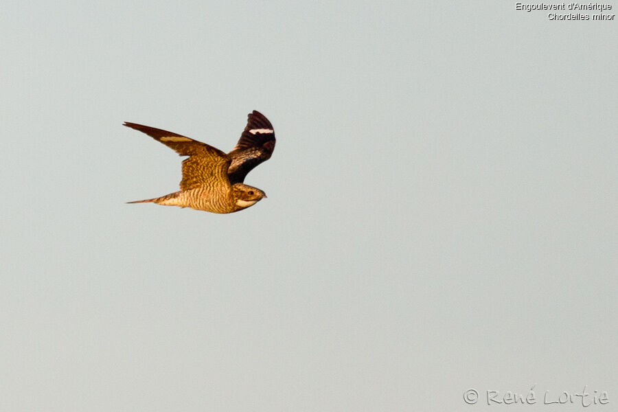 Common Nighthawkadult, Flight