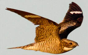 Common Nighthawk