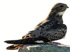 Common Nighthawk