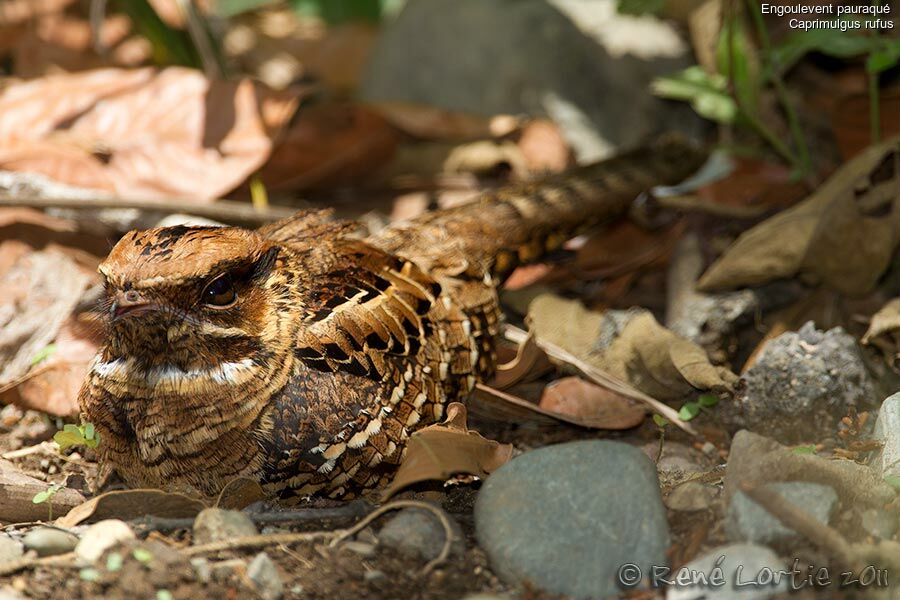 Pauraqueadult, identification, Behaviour