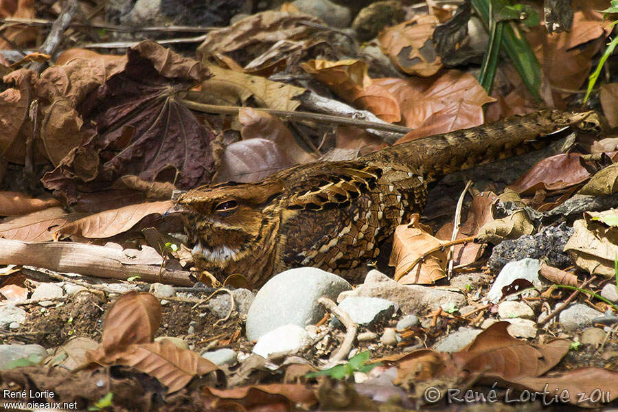 Pauraqueadult, camouflage, pigmentation, Behaviour