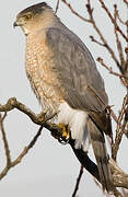 Cooper's Hawk