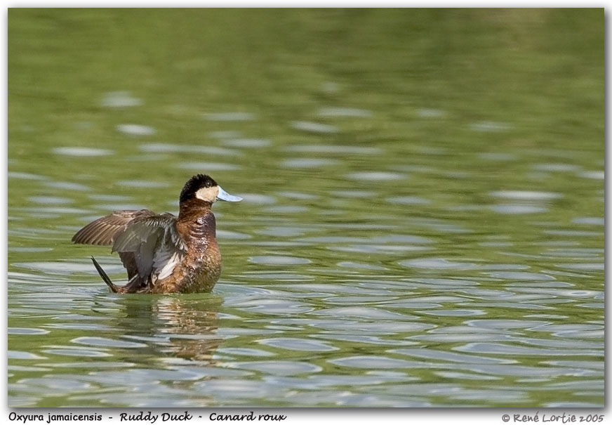 Ruddy Duck