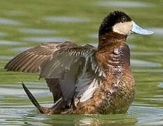 Ruddy Duck