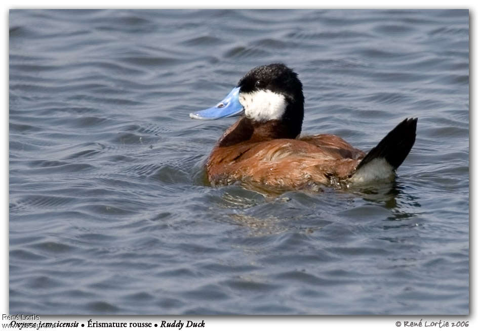 Ruddy Duck male adult breeding, identification