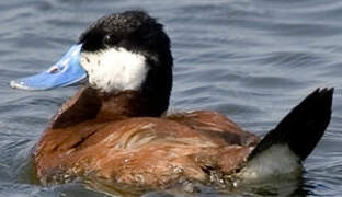 Ruddy Duck