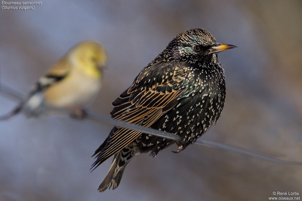 Common Starling