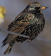 Common Starling