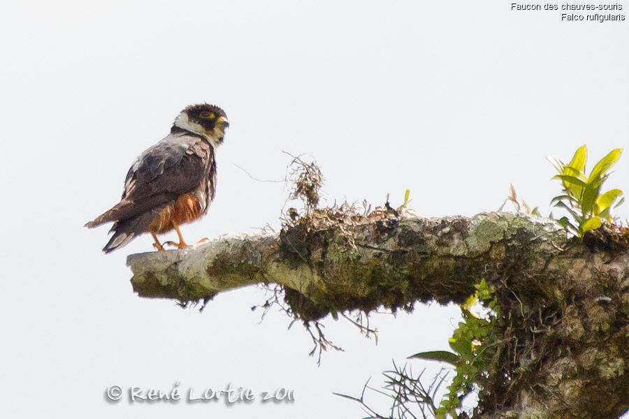 Faucon des chauves-sourisadulte, identification