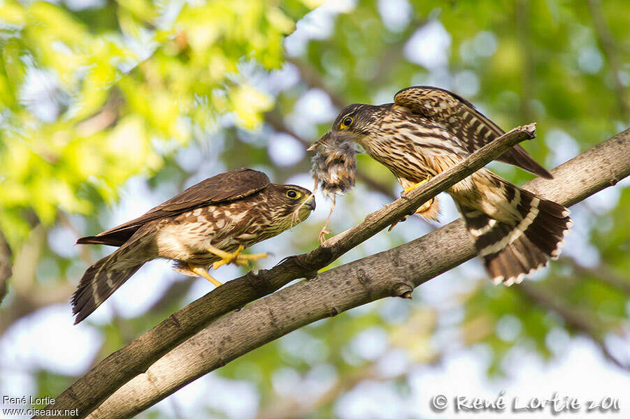 Merlinadult, feeding habits, Behaviour