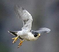 Peregrine Falcon