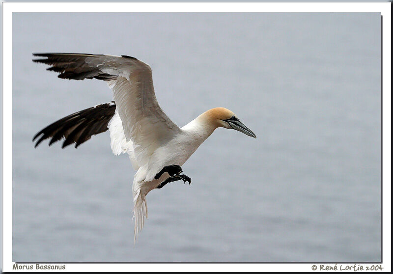 Northern Gannet