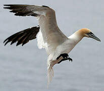 Northern Gannet