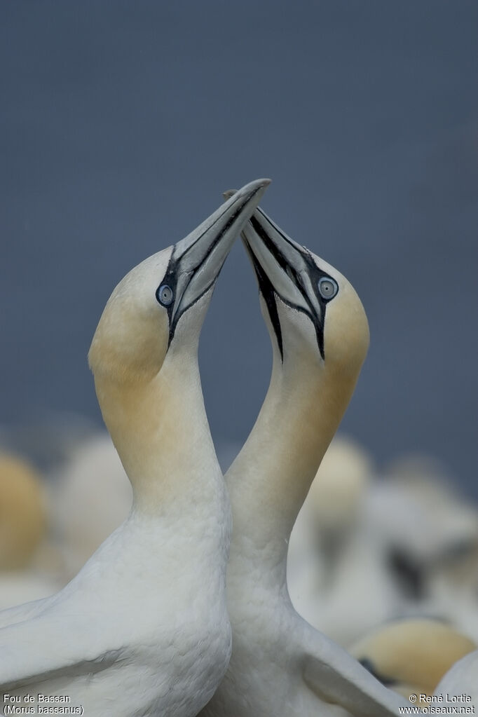 Northern Gannet